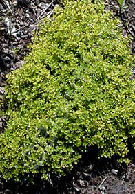 Thymus x citriodorus 'Lime'