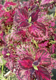 Coleus (Solenostemon) 'Pink Filigree'