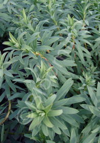 Euphorbia niciana x nicaeensis 'Blue Haze'
