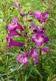 Penstemon 'Papal Purple'