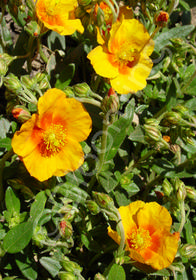 Helianthemum nummularium 'Ben Nevis'