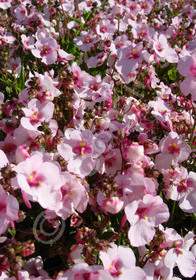 Diascia x hybrida 'Pinkie'