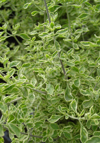 Prostanthera ovalifolia 'Variegata'