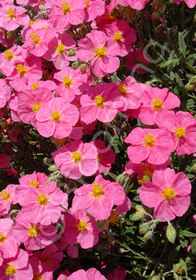 Helianthemum 'Belgravia Rose'