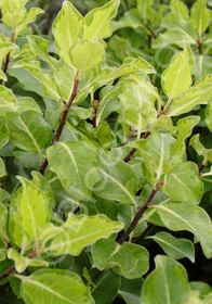 Pittosporum tenuifolium 'Margaret Turnbull'