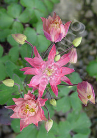 Aquilegia vulgaris 'Clementine Mix'