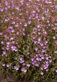 Chaenorrhinum origanifolium 'Summer Skies'