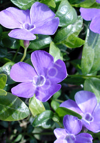 Vinca minor 'Bowle's Variety'