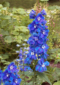 Delphinium elatum 'Guardian Blue'