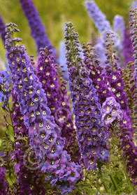 Delphinium elatum 'Guardian Lavender'