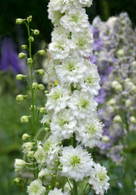 Delphinium elatum 'Guardian White'