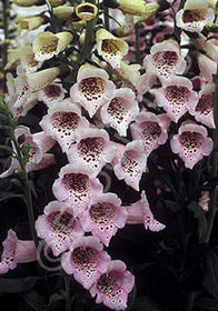 Digitalis purpurea 'Camelot Lavender'