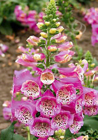 Digitalis purpurea 'Camelot Rose'