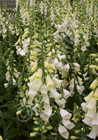 Digitalis purpurea 'Camelot White'