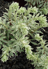 Euphorbia 'Silver Swan'