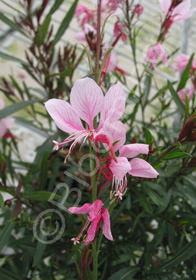 Gaura lindheimeri 'Passionate Blush'