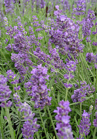 Lavandula angustifolia Lavance Purple'