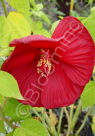Hibiscus moscheutos 'Luna� 'Red'