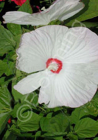 Hibiscus 'Luna White'
