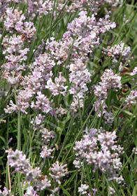 Lavandula angustifolia 'Coconut Ice'