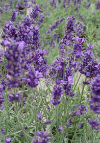 Lavandula x intermedia 'Hidcote Giant'