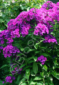 Phlox paniculata Flame 'Purple'