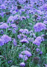 Scabiosa columbaria 'Harlequin Blue'