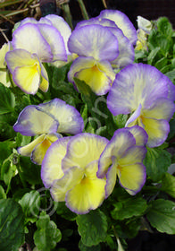 Viola cornuta 'Etain'