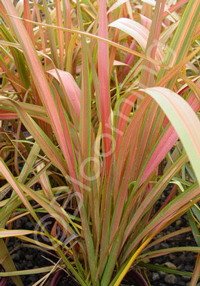 Phormium 'Jester'