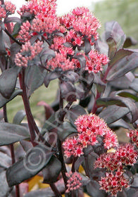 Sedum 'Postman's Pride'