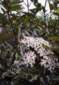 Sambucus nigra 'Black Lace'Ã¢â€žÂ¢