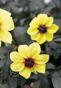 Dahlia Mystic 'Illusion'