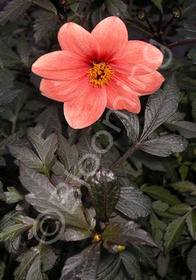 Dahlia Mystic Desire ('Scarlet Fern')