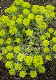 Euphorbia epithymoides 'First Blush'