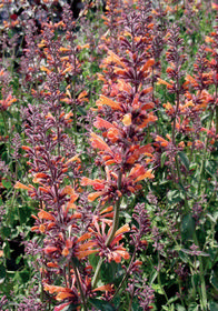 Agastache mexicana Acapulco 'Orange'