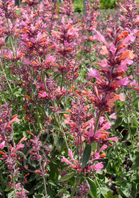 Agastache mexicana Sunrise 'Salmon Pink'