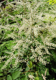 Aruncus 'Misty Lace'