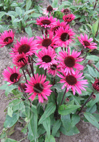 Echinacea purpurea 'Fatal Attraction'