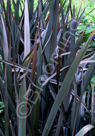 Phormium 'Platts Black'