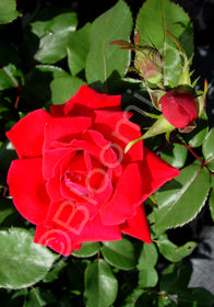 Rosa 'Double Knock Out�'