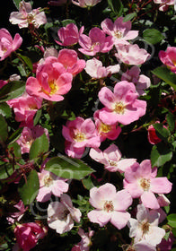 Rosa 'Rainbow Knock Out�' ('Radcor')