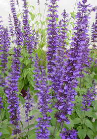 Salvia  Mystic Spires Blue' (Balsalmisp)