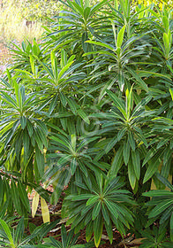 Euphorbia mellifera