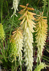 Kniphofia x hybrida 'Peachy Cheeks'