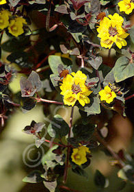 Lysimachia congestiflora 'Persian Chocolate'