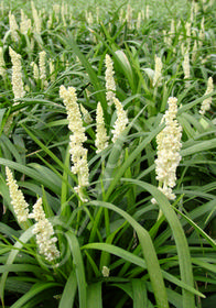 Liriope muscari 'Monroe White'