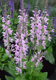 Salvia x pratensis 'Eveline'