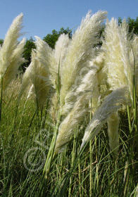 Cortaderia selloana 'Pumila'