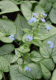 Brunnera macrophylla 'Looking Glass'