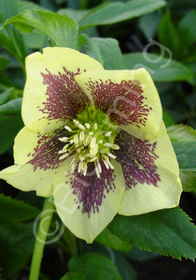 Helleborus x hybridus 'Mardi Gras Red-Splashed Yellow'